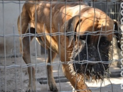 Quatro cachorros ficam feridos ao tentar atacar porco-espinho