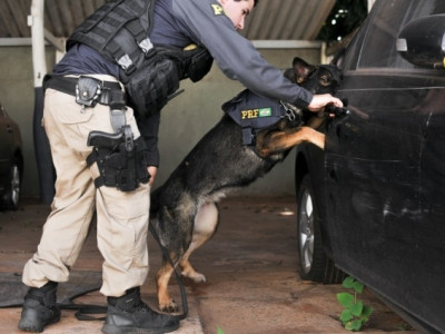Faro contra o crime: brincadeira dos cães enfrenta criatividade do tráfico