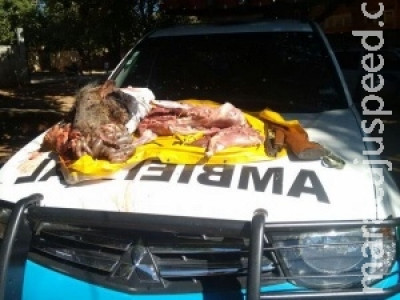 PMA prende pedreiro por ter abatido cateto e apreende rifle e munições