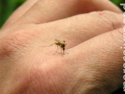 Vírus zika também é resultado de desigualdades no Brasil, diz UNFPA