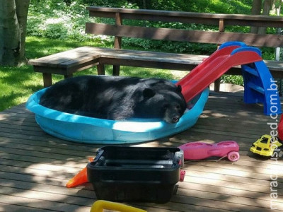 Urso é flagrado se refrescando em piscina infantil em casa nos EUA