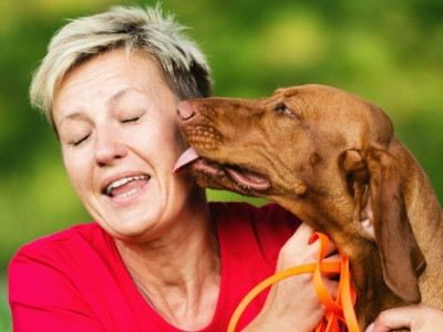 Fofura sem fim: estudo mostra que cães preferem carinho a comida