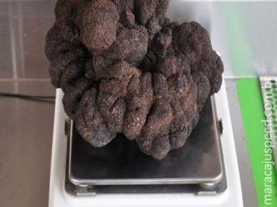 Australiano encontra trufa negra gigante em sua propriedade 