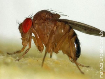 Mosca-da-fruta é arma para desvendar os grandes mistérios da vida