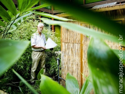 Cientistas usam odor humano em armadilha contra mosquitos
