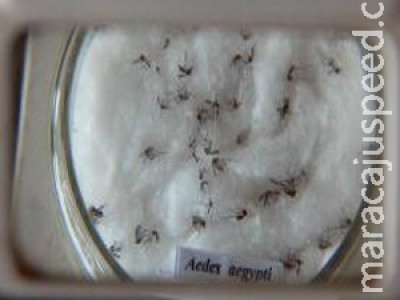 Vacina contra dengue vai custar de R$ 133 e R$ 139