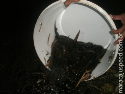 Bolivianos são flagrados com mil iscas vivas sem autorização em MS