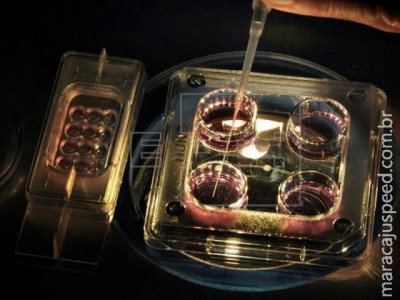 Cientistas descobrem mutação que bloqueia via de entrada do HIV em organismo