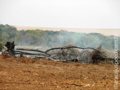 PMA autua proprietário rural em R$ 4,5 mil por desmatamento e incêndio ilegais