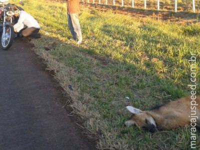 Policial militar de MS fica ferido após atropelar lobo-guará em rodovia