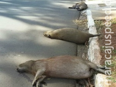 Três capivaras são atropeladas e mortas em avenida movimentada