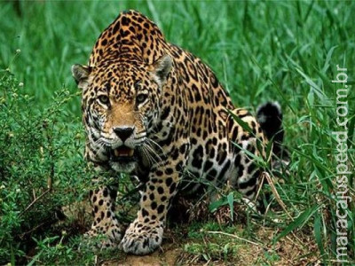 Ministro do Meio Ambiente lamenta crime contra fauna no sudeste do Pará