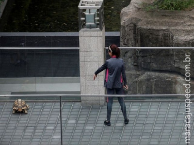  Chinesa é flagrada passeando com tartaruga de estimação em Xangai 