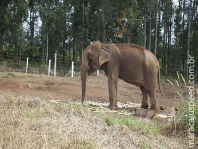 Brasil terá santuário de elefantes na Chapada dos Guimarães