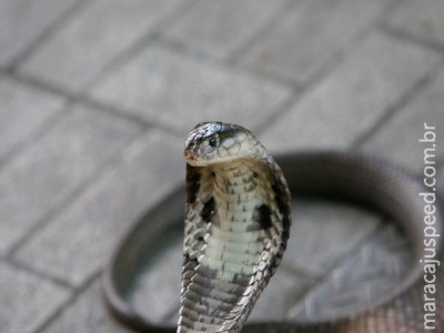  Fuga de filhotes de cobra venenosa aterroriza cidade chinesa 