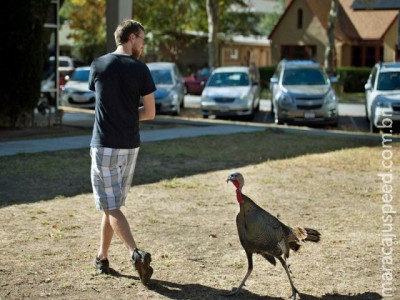  Perus agressivos atacam pedestres em cidade nos EUA 