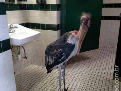Cegonha é abrigada em banheiro de zoo na Flórida à espera de furacão