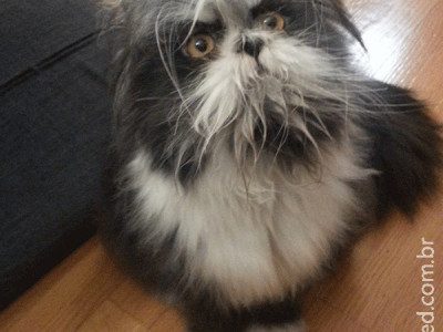  Cão ou gato? Foto em rede social gera polêmica online