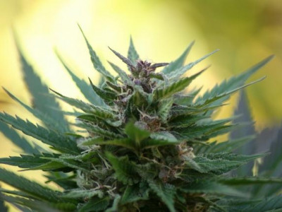 Anvisa aprova regras para registro de remédio à base de maconha