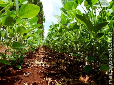 Plantio da soja chega a 68% das lavouras do estado, segundo Aprosoja/MS