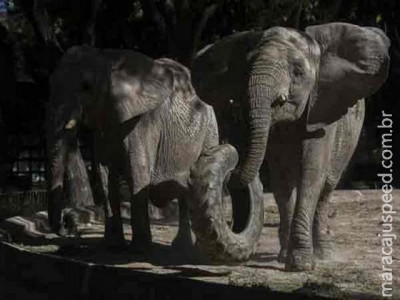  Advogados de três elefantes acusam zoo argentino de maus-tratos