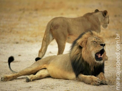 Zimbábue absolve caçador envolvido em morte de leão Cecil