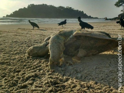 Tartaruga marinha é encontrada morta em praia de Guarujá, SP