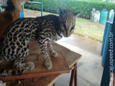 Curso de taxidermia empalha animais para educação ambiental