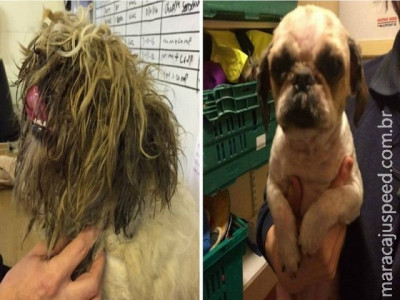  Cão fica " irreconhecível " após ter o pelo raspado na Inglaterra