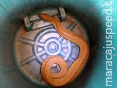 Moradora encontra cobra boipeva de um metro na varanda de casa