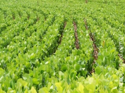 Zoneamento Agrícola de Risco Climático completa 20 anos