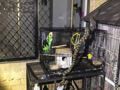  Píton é flagrada deslizando sobre gaiolas de pássaros na Austrália