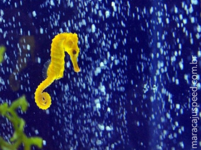  Cientistas desvendam segredos genéticos dos cavalos-marinhos