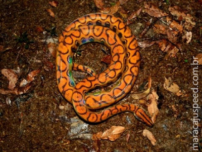 Jiboia rara é furtada de laboratório após invasão no Musa, em Manaus