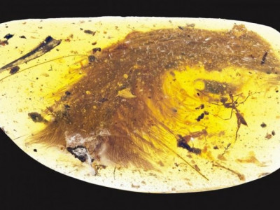 Cauda de dinossauro com penas preservadas é descoberta por cientista