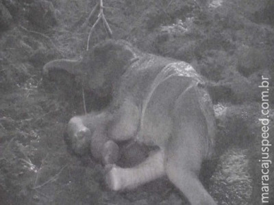  Câmera flagra nascimento de raro elefante-asiático