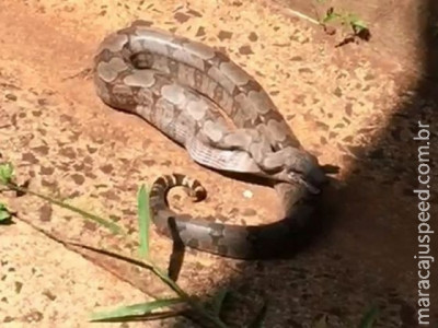 Cobra aparece em escola municipal e assusta alunos e funcionários 