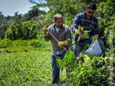 Pesquisadores da UEPA usam plantas nocivas para produzir energia