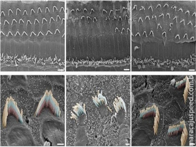  Teste com terapia genética restaura audição em ratos surdos