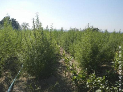 Argentina aprova uso medicinal da maconha