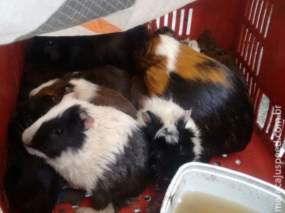 Idoso é detido pela 32ª vez por maus-tratos a animais 