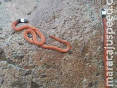 Oito cobras corais invadem celas de delegacia