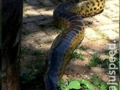 Sucuri de três metros é encontrada em calçada