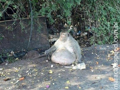 Macaco obeso é levado para check-up pelas autoridades