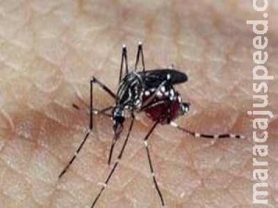 Fiocruz substitui 90% de Aedes aegypti por espécie modificada em projeto-piloto