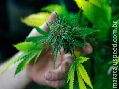 Maconha pode rejuvenescer cérebro, diz estudo