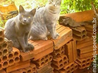 Mulher denuncia envenenamento de gatos