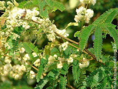 Pesquisa da Embrapa ajudará apicultores a aperfeiçoar produção
