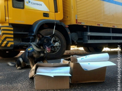 Polícia flagra cocaína despachada pelos Correios