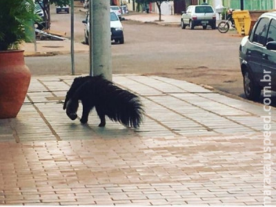 VÍDEO: tamanduá é flagrado ‘dando rolê’ em centro de cidade de MS